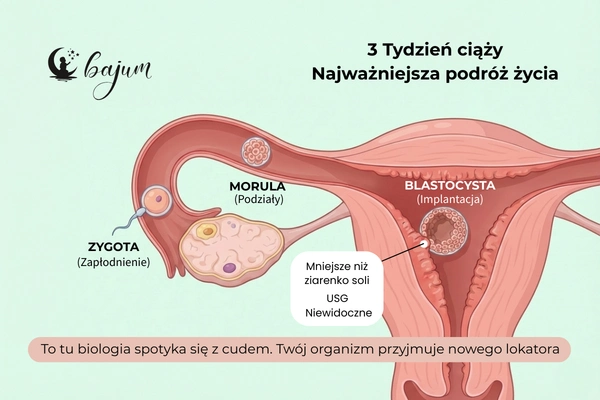3 tydzień ciąży - rozwój dziecka